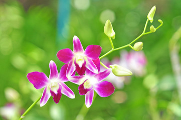 flowers pink orchids