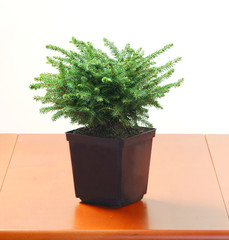 Picea Nidiformis in a pot - obrazy, fototapety, plakaty