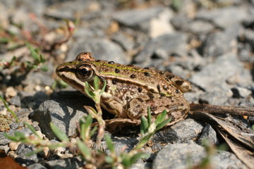 grenouille rainette