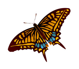 icon butterfly