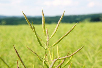grüne Rapsschoten