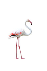 Bird flamingo walking on a white background