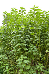 Jerusalem Artichoke plant
