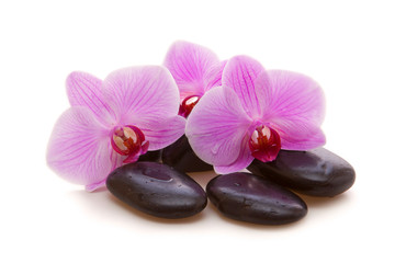 Fototapeta na wymiar Massage Stones with Orchid
