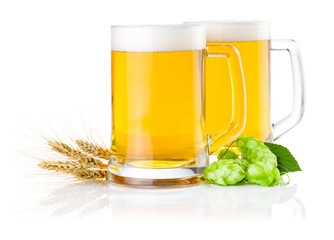 Two glasses of fresh beer with Green hops and ears of barley iso