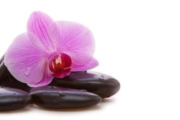 Naklejka na ściany i meble Massage Stones with Orchid