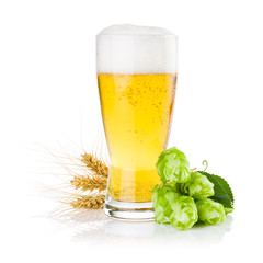 Glass of fresh beer with Green hops and ears of barley isolated