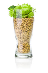 Glass of fresh beer with Green hops and ears of barley isolated