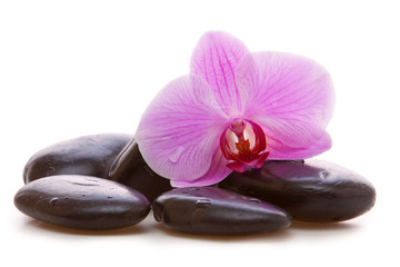 Massage Stones with Orchid