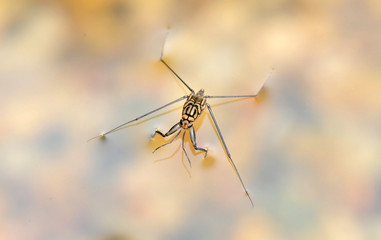 Water Strider
