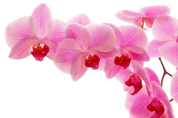 Fototapeta na wymiar Blühender Orchidee