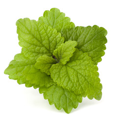 Peppermint or  mint bunch