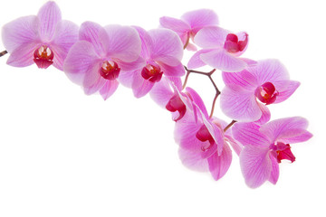 Blühender Orchidee