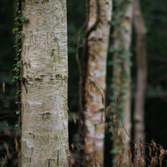 dark birch tree forest