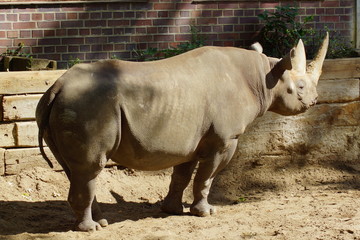 Fototapeta premium Rinoceronte