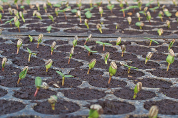 Seedlings flower in a black tray.