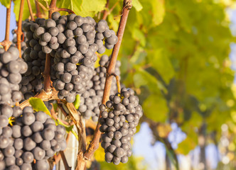 Fototapeta premium Bunches of blue grapes on vine.
