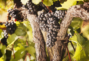 Bunches of blue grapes hanging in vine.
