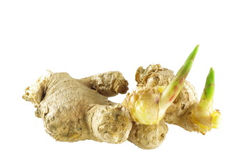 germinating ginger