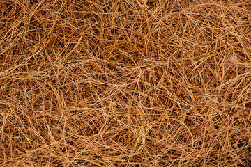 dried pine leaves needles pattern background
