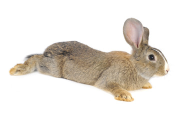 grey  rabbit