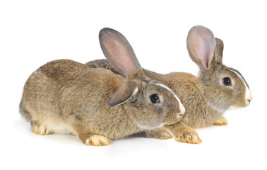 grey  rabbit
