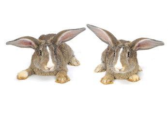 Obraz premium grey rabbit