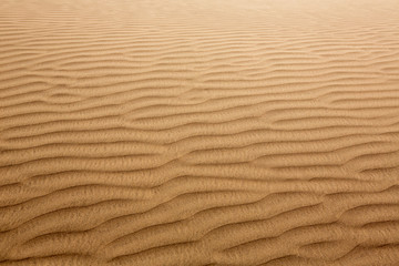 Fototapeta na wymiar Desert sand dunes in Maspalomas Gran Canaria
