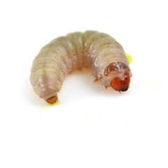 Worm isolated on white © antpkr