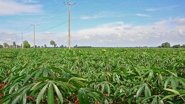 Cassava field in blue sky
