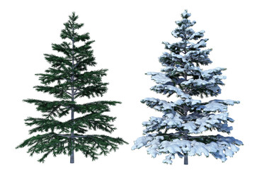 3D Tanne verschneit und ohne Schnee