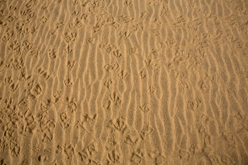 Desert dunes in Maspalomas Gran Canaria