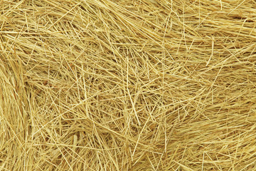 Hay. Background