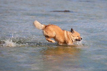 Elo-Welpe rennt spielfreudig durchs Meerwasser
