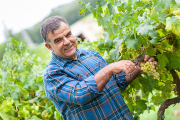 Adult Man Harvesting Grapes in the Vineyard