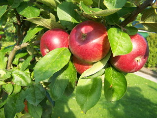 rote Äpfel am Baum