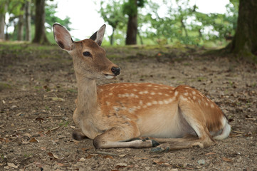 Nara Deer