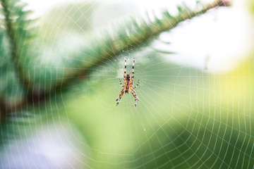 Spinne