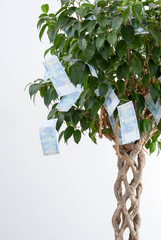 money tree