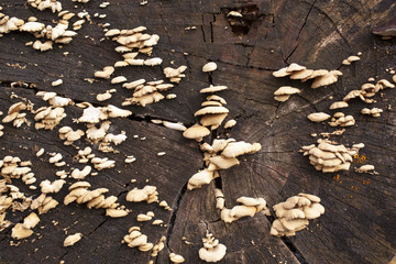 Baumpilze an Baumleiche