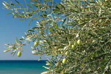 Olives
