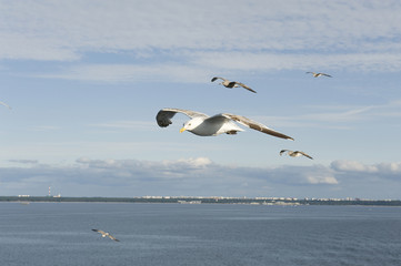 Seagulls over the Gulf of Finland