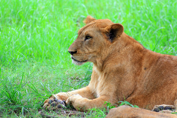 Female lioness