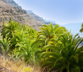 Fototapeta na wymiar Gran Canaria, góry, drzewa palmowe Kanaryjskie