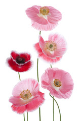 Fototapeta premium poppy