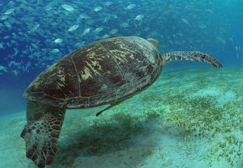 Meeresschildkröte und Makrelenschwarm