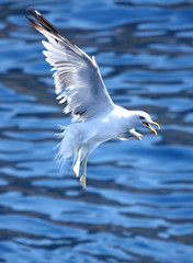 Seagull