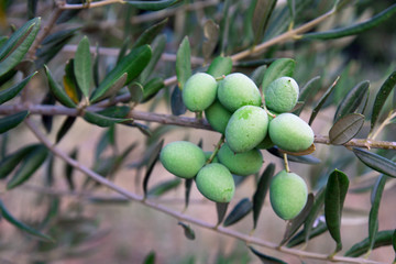 Green olives on a tree