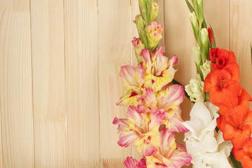 Beautiful colorful gladiolus on wooden background close-up
