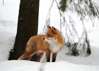 Fototapeta premium Rotfuchs,Winter
